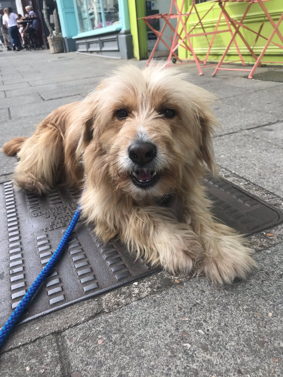 Ben_garrod's tweet photo. Today is #InternationalDogDay - celebrating some of the most loving, trusting and amazing beings we share this planet with. Show me your canine companions for #DogDay #JackTheDog https://t.co/CM4AUD692f