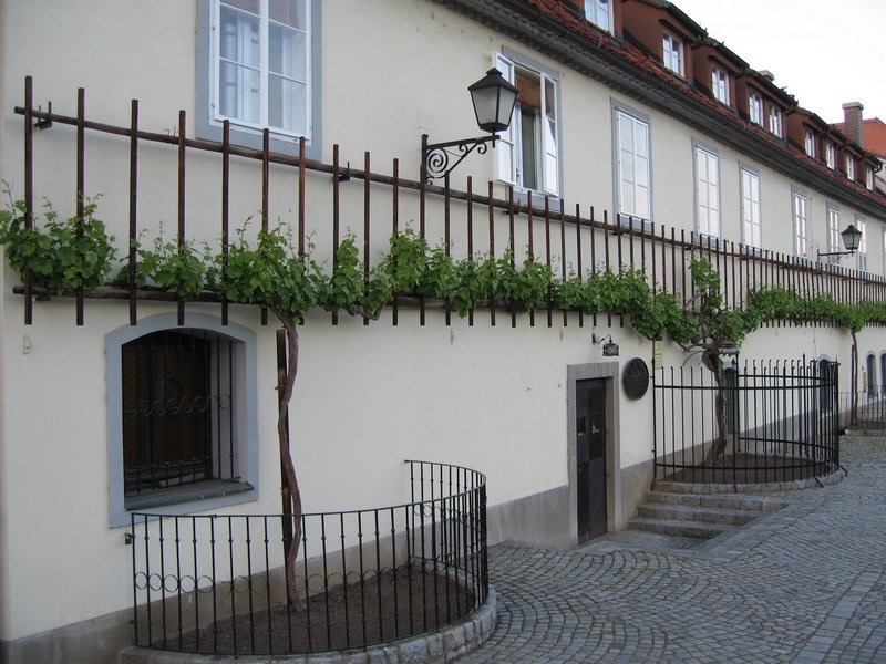 2. La plus ancienne vigne !  SlovénieÀ Marburg sur la Drau, on peut aperçevoir « Stara Trta », que l’on considère comme la plus ancienne vigne. Elle a été planté en 1550 ! On peut récolter jusqu'à 50 kg de raisins de Bleu de Franconie  @comagri_france 