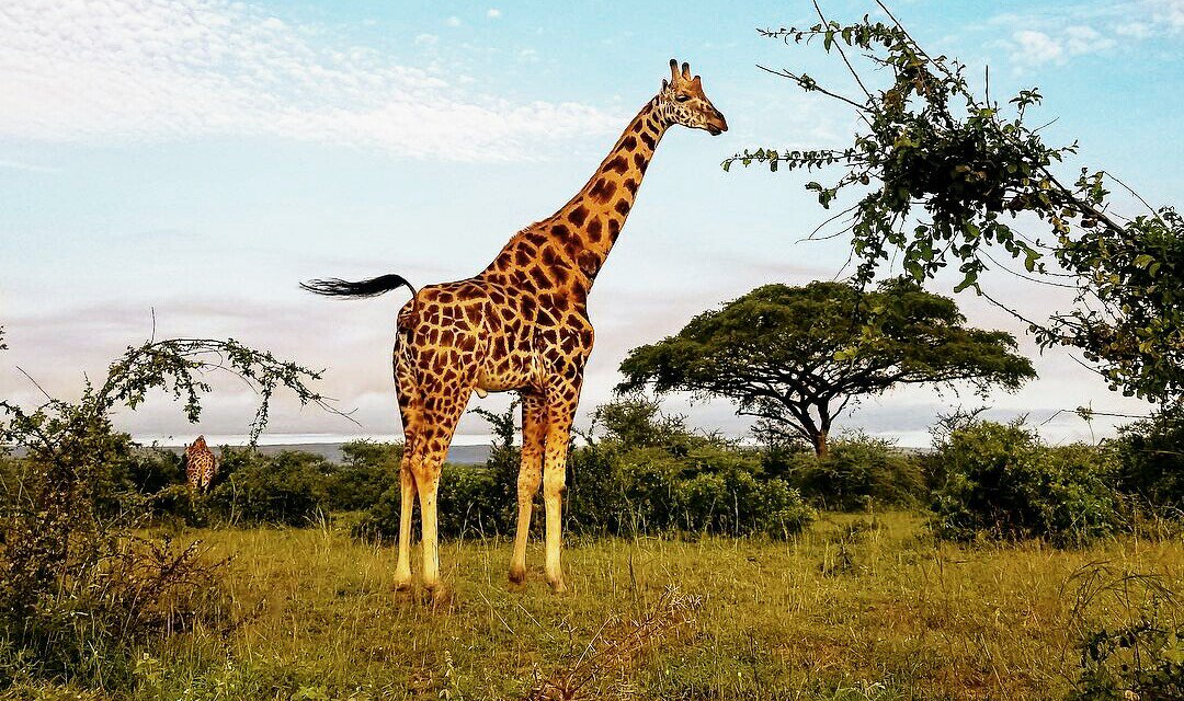 PamDzedza1's tweet photo. @21tribes @spectatorindex https://t.co/psDNbdsawt