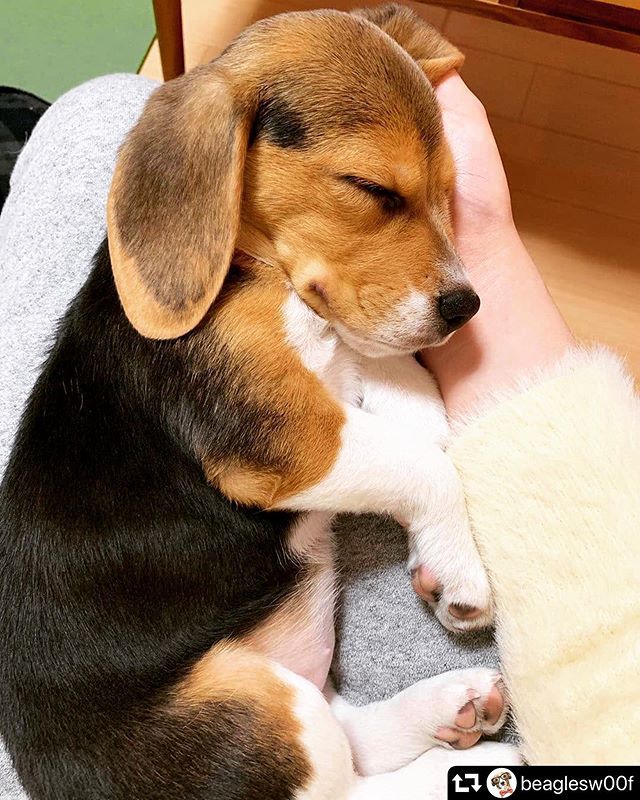 ChienEtCo's tweet photo. Owww cette Cutitude 😍😍😍 Credit : @beaglesw00f 
#beaglestyle #beaglesmood #beaglesofinstagram #beagleslover #beagleslifestyle #puppiesofweek #puppiesofinstagram #lovelydog❤ #unjourunchien #petitchienmignon #chiendujour #bulldog #shitzulover #spitznain… https://t.co/SlghCoj8IO https://t.co/r1tSdk4Cyi