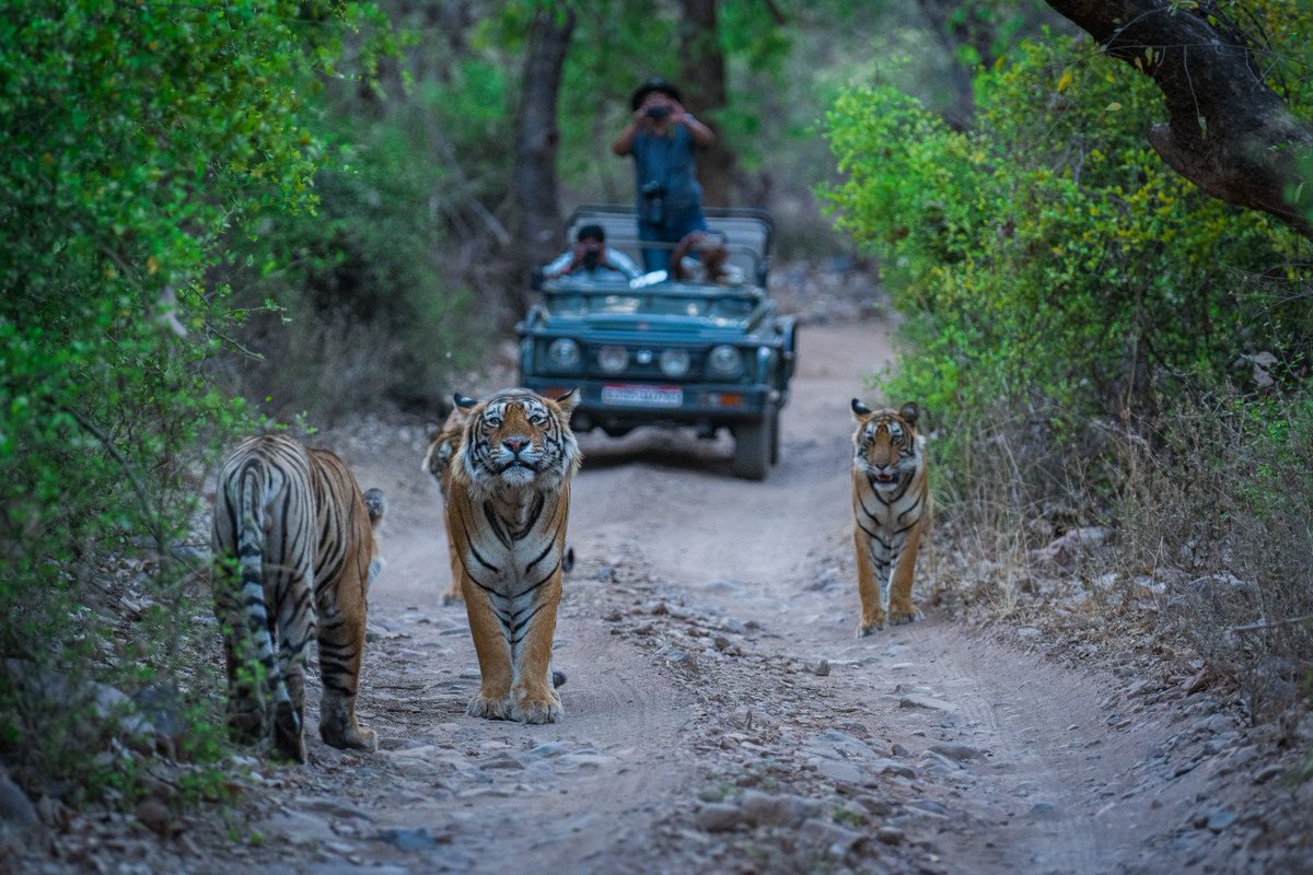 ExperienceKarma's tweet photo. We are delighted to announce our newest resort in Northern India, KARMA SITABANI.   It offers a truly unique experience as it is located by the world-famous #JimCorbettTigerReserve, home to the world’s most stately big cat the “Royal Bengal Tiger”!  #ExperienceKarma https://t.co/658s5XGGVE