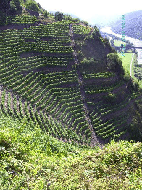 5. Le vignoble le plus pentu ! Allemangne Le vignoble de Bremmer Calmont sur la Moselle présente une pente de 65 degrés. Bon courage aux vendangeurs !