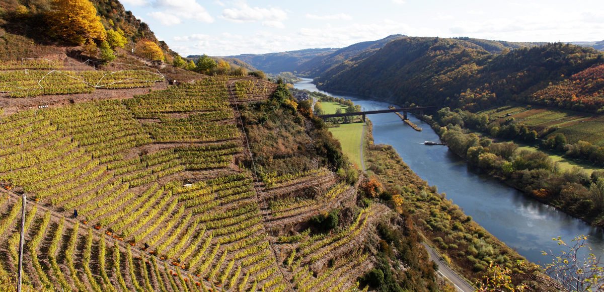 5. Le vignoble le plus pentu ! Allemangne Le vignoble de Bremmer Calmont sur la Moselle présente une pente de 65 degrés. Bon courage aux vendangeurs !