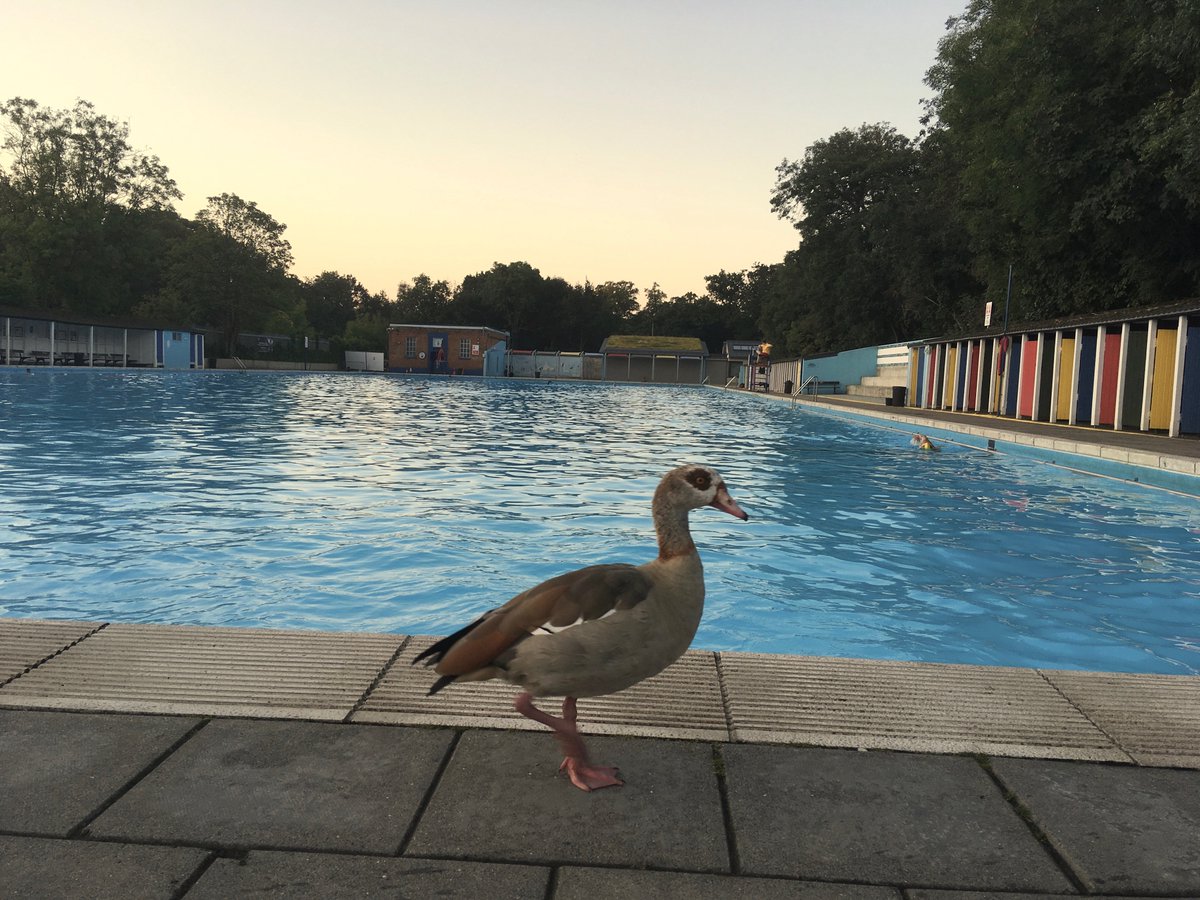 Willbillybill's tweet photo. Swam, coffee, read the papers and back home by 9am. Swimming as the sun rises - just too wonderful! #emptypool #BankHoliday #bankholidayvibes #Egyptiangoose #heatwaveuk 
@slsclido @tootingbeclido 
https://t.co/e0su35l0WD https://t.co/oehQ0k8AqP