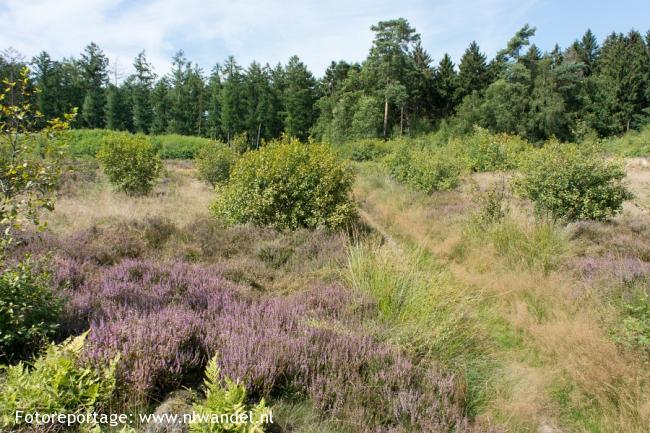 wandelzoek's tweet photo. Groene Wissel Doorn

'Vandaag, met een graadje of 30, waren we maar wat blij met zoveel schaduwrijke paden! Dit is zowel in dit seizoen (de uitbundig bloeiende hei) als in de andere jaargetijden zeker een aanrader.', reactie van wandelaar 

https://t.co/mjZ1OTIZb8 https://t.co/1Ei38MPqDC