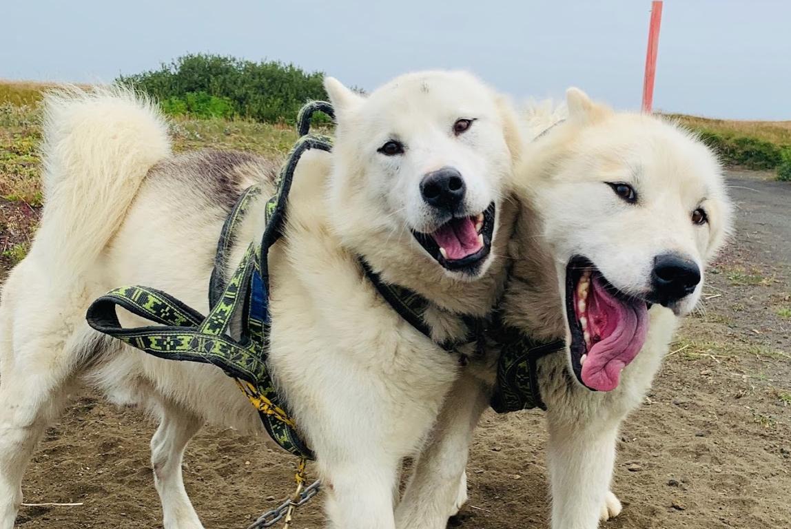 dogsleddingice's tweet photo. Brothers friendship, feat. O'Malley and Omnitok
.
.
.
#Greenlandicdogs #inuitdogs #inuitdog #inuitsleddogs #sleddogs #huskies #dogbrothers #dogsledding #dogsleddingiceland #iceland #brothersfriendsforlife #brothersbestfriends #friendslikebrothers #dogownersofinstagram #dogowner https://t.co/9CRBfRk6Fw