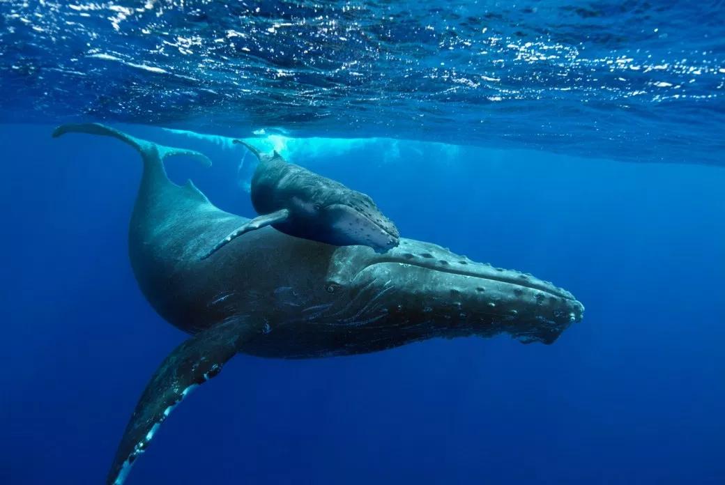 goplacesdigital's tweet photo. #DidYouKnow that humpback whales are referred to as humpback because of the habit of raising and bending their backs in preparation for a dive?
Read More https://t.co/fHOXZctTxe
#GoPlacesMagazine #HumpbackMigration #MondayMotivation #Watamu @DiscoverWatamu https://t.co/ibLfKl3NxW