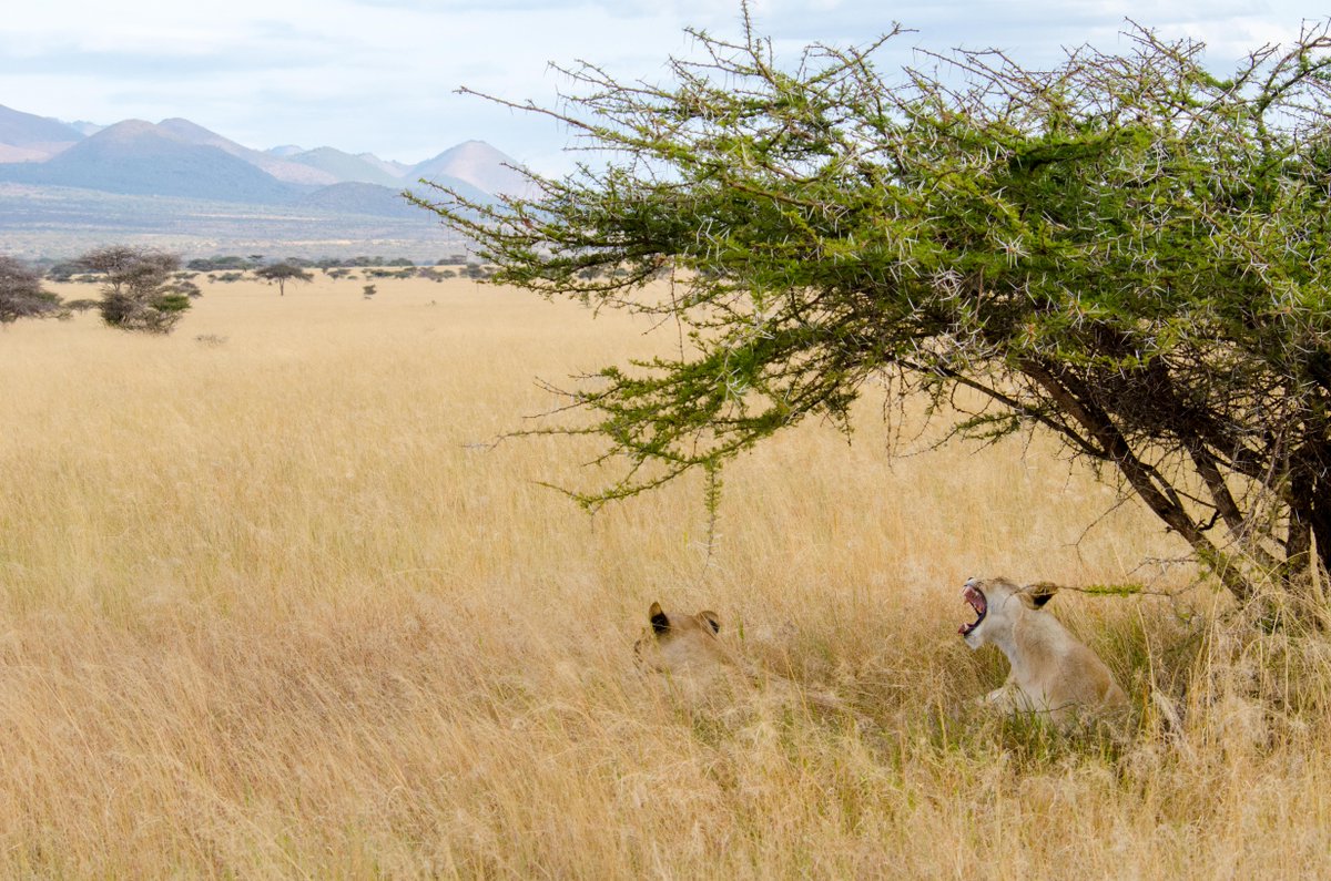 GreatPlainsCons's tweet photo. Great cats, perfectly blended into the landscape, tawny, hay-hued fur the perfect invisibility cloak. 

Thanks to @Jackson.Lemunge at ol Donyo Lodge for sharing. 

#olDonyoLodge #KenyaSafari #ConservationSafari #TheRerurnofLions #NatGeoLodges #RelaisChateaux #BigCats https://t.co/r7EmbGMi5k