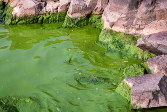 Las algas verdeazules provocan la muerte de varios perros bit.ly/2za9Uac