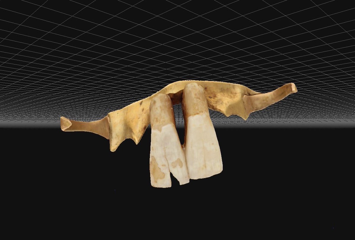 AnnaDumitriu's tweet image. I'm currently working on a project called "Teeth Marks" about the history and future of dentistry focussed on Birmingham Dental Hospital and inspired by its relationship to Birmingham Jewellery Quarter which was one of the world's largest jewellery manufacturing locations.
