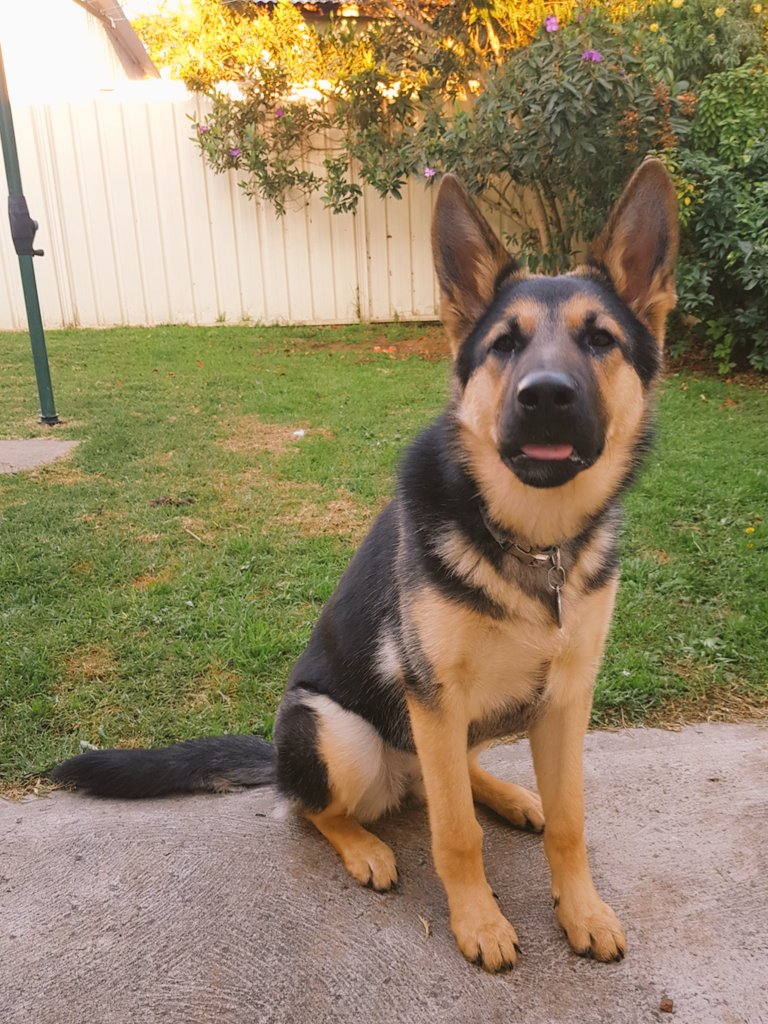 msjenlai's tweet photo. Happy #InternationalDogDay to all puppers everywhere especially our cheeky girl Indie 😘 #GermanShepherd #DogsofTwittter #blep #DogLover #paws #JOY #love https://t.co/e7jBLgBHA9