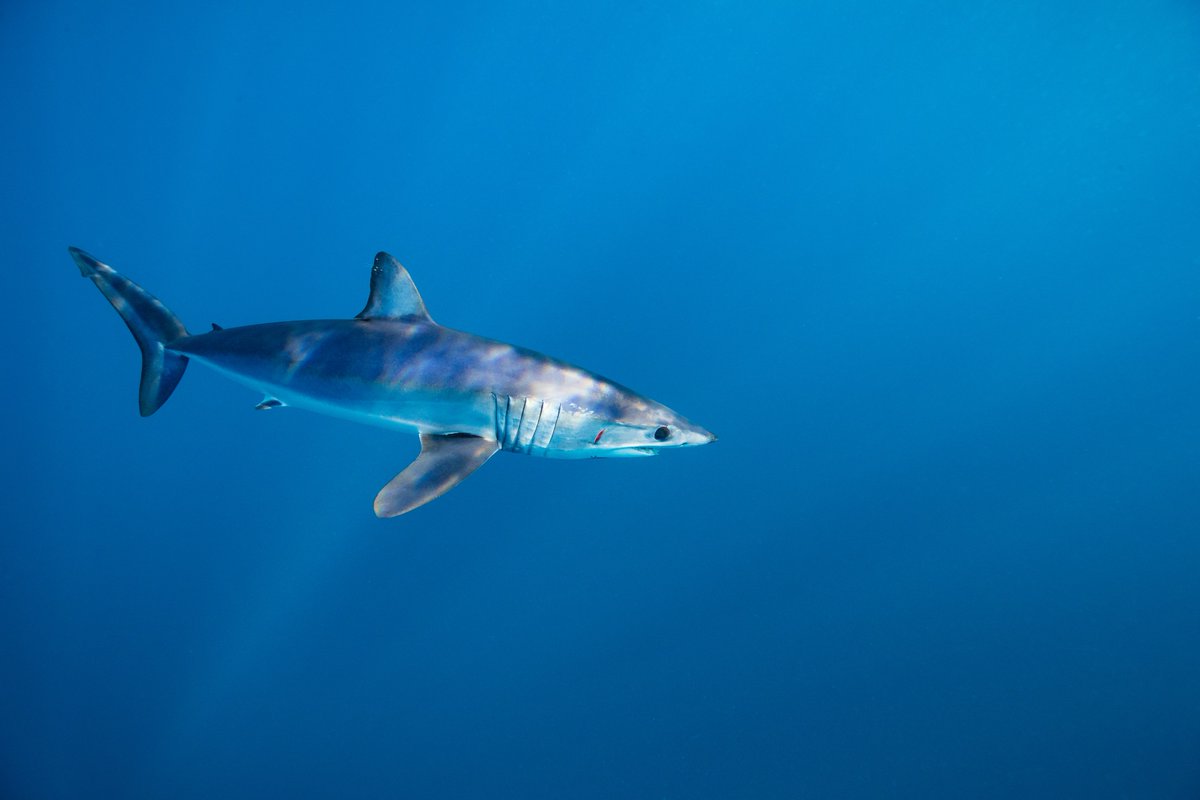 WCSsharks's tweet photo. 18 shark species, inc all mako, wedgefish &amp; giant guitarfish were yesterday adopted for CITES App II listing in a committee vote @ #CITESCoP18. Fantastic news, now all work focuses on final plenary on 27th/28th, where some Governments may attempt to overturn these decisions. https://t.co/A8Pxgy9M6S