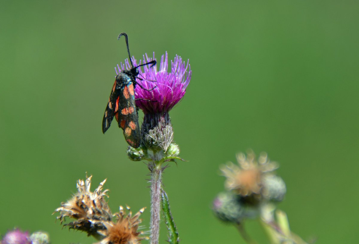 Op weg door #DuivenvoordsePolder vloog een knalroze/rode insect voor mijn neus weg. Bleek Sint-jansvlinder. Als ie vliegt is ie nog mooier!