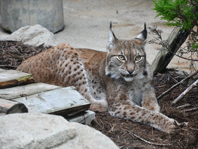 オオヤマネコのいる動物園は 飼育展示動物園とオオヤマネコ個体情報まとめ アリエスコム Ariescom