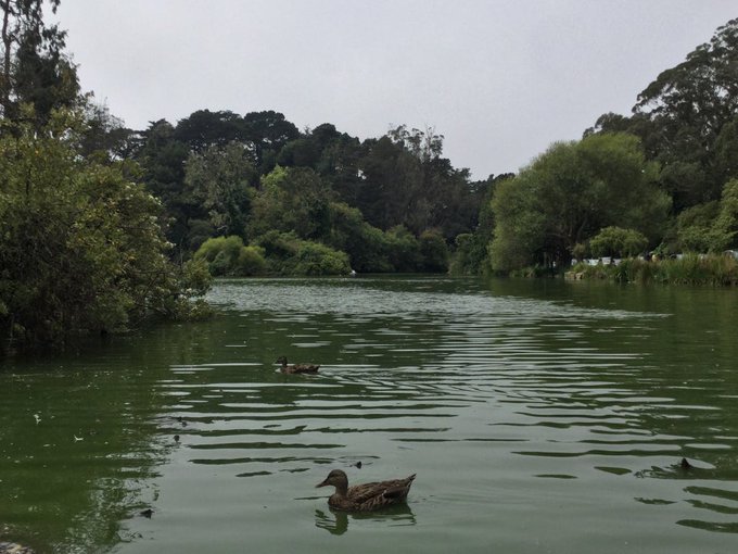 🦆🦆🦆 Duck duck duck goose!(1). Ran 11 miles by two lakes(2,4) and the sea(3). Overcast til the Conservatory(5)<a href="/tag/selfie"class="tags"><span>#selfie</span></a><a href="/tag/sanfrancisco"class="tags"><span>#sanfrancisco</span></a><a href="/tag/run"class="tags"><span>#run</span></a><a href="/tag/duck"class="tags"><span>#duck</span></a><a href="/tag/lake"class="tags"><span>#lake</span></a><a href="/tag/sf"class="tags"><span>#sf</span></a><a href="/tag/runner"class="tags"><span>#runner</span></a>