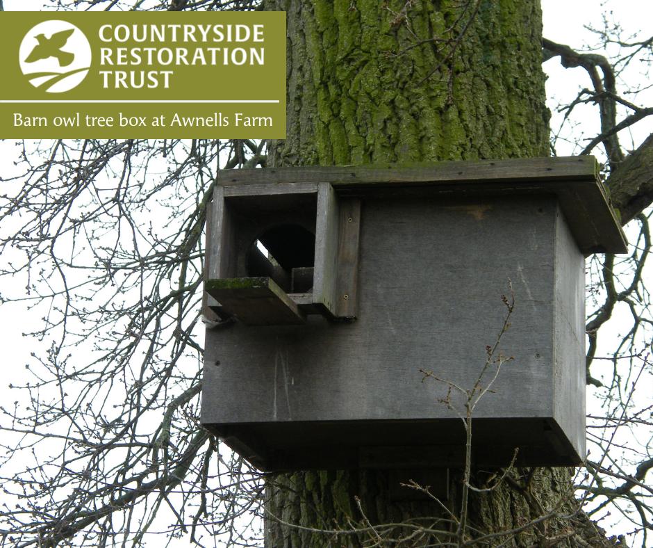 Countryside Restoration Trust On Twitter Bats Eat Flying Insects