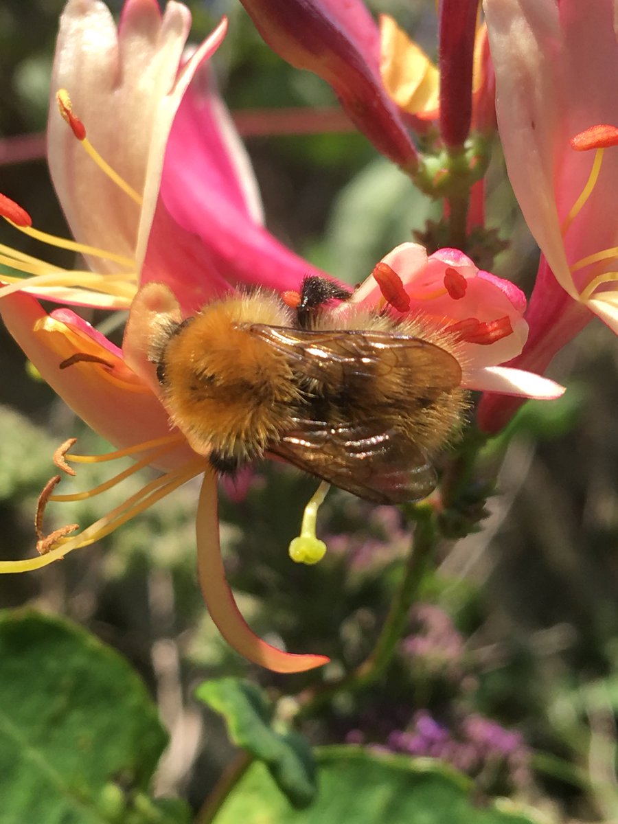 Busy bees! 🐝 #bees #earlybumble #commoncarder #beefriendly