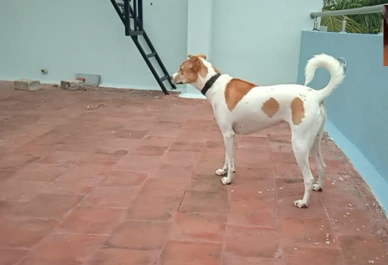 This #InternationalDogDay we pray for our Ashley's return. She lives in #Bangalore , Jp nagar and has been missing since 12 days. Help us find our #dog 
#pets #dogsoftwitter #RESCUE #AdoptDontShop #DogDay #MondayMotivation #doggust
