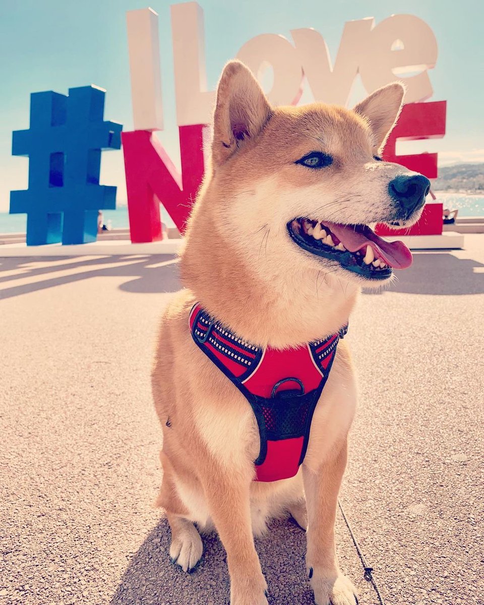 explorenca's tweet photo. Instant mignon en ce début semaine avec la #JourneeMondialeDuChien 🐶❤️
 
N'hésitez à partager avec nous vos plus belles photos en réponse 😉

📸 the_doggie_days / lokisuperhero (Instagram)

#ExploreNiceCotedAzur
#InternationalDogDay #CotedAzurFrance https://t.co/JGd4kZmYRQ