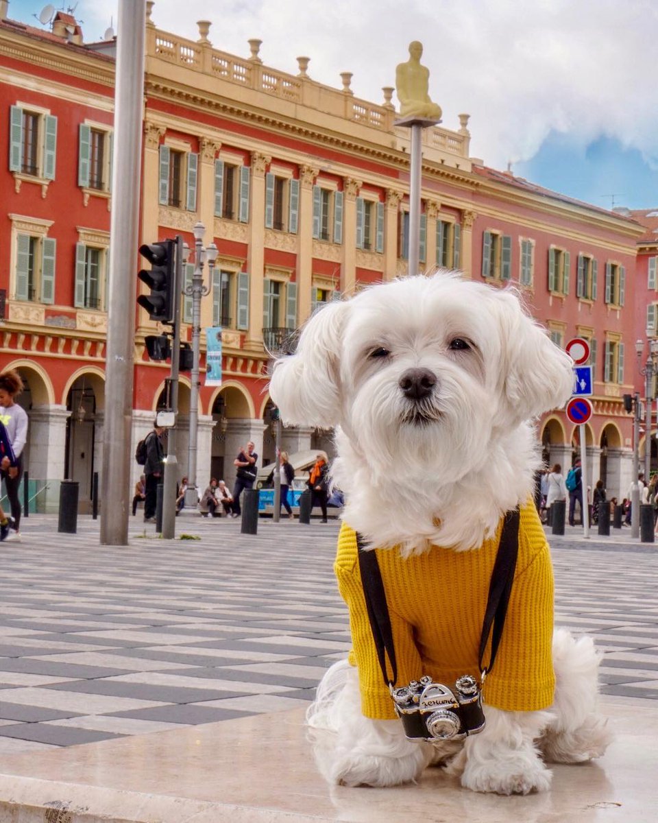 explorenca's tweet photo. Instant mignon en ce début semaine avec la #JourneeMondialeDuChien 🐶❤️
 
N'hésitez à partager avec nous vos plus belles photos en réponse 😉

📸 the_doggie_days / lokisuperhero (Instagram)

#ExploreNiceCotedAzur
#InternationalDogDay #CotedAzurFrance https://t.co/JGd4kZmYRQ