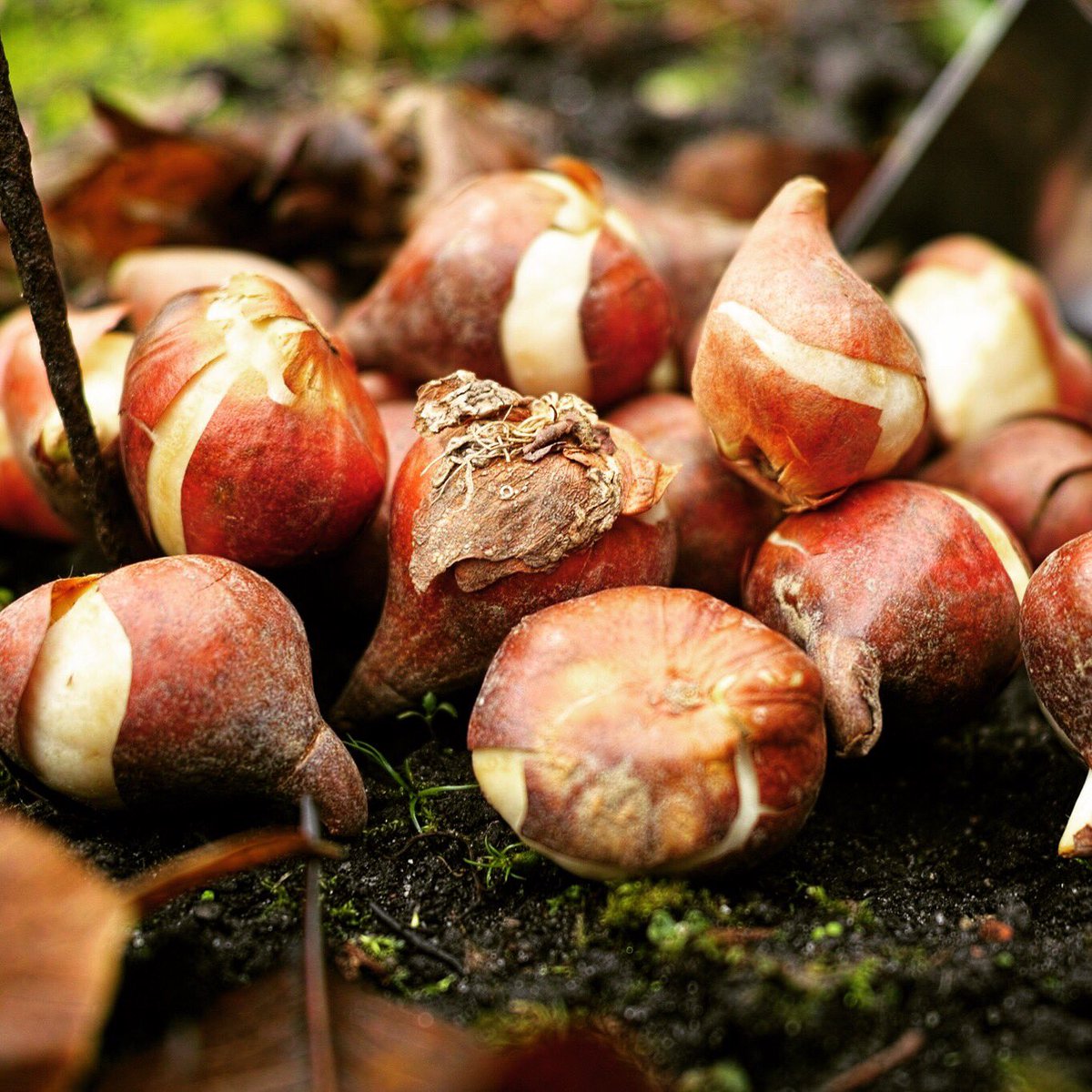 ⚡️ULTIMA SETTIMANA per prenotare i BULBI DI TULIPANO
•
😀AFFRETTATI! Alcune varietà sono già esaurite.
✅ Qualità #TuliPark  garantita.
💻Ordina ORA👉 tulipark.it/shop/
•
•
#bulbitulipano #bulbi #tulipani #tulipmania #flowerbulbs #natura #fiori #tulipark2020