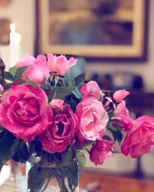 vickipilcher's tweet photo. Pretty and #pink 💗 #homegrown with love
.
.
.
.
.
#PlantMomGoals #thesill #plantsmakepeoplehappy #roses #pinkroses #green #greenfingers #happyplantshappyhome #iphoneographysa ~ #iPhone8Plus https://t.co/DMFJwhggrD https://t.co/HVO2ACRBgi