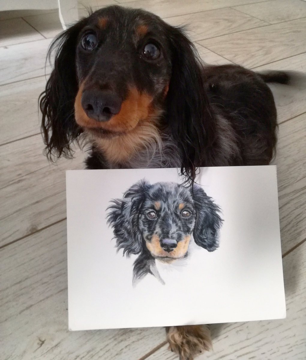 Finished this #puppy #portrait of our #dachshund a couple of weeks ago!
I am available for commissions, please do get in touch.
#petportrait #dog #DogDay #dogart #art #ArtistOnTwitter #animalart #DogAppreciationDay #colouredpencilart #petportraitartist #doglovers #animallover