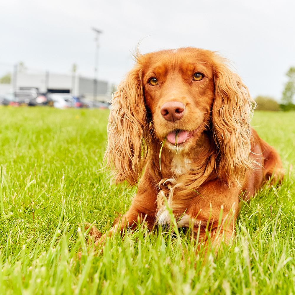 _differentdog's tweet image. Happy #internationaldogday from our very own Different Dog, Crumble! Tweet us your #differentdog (or dogs!) you're celebrating International Dog Day with below! 🐶✨