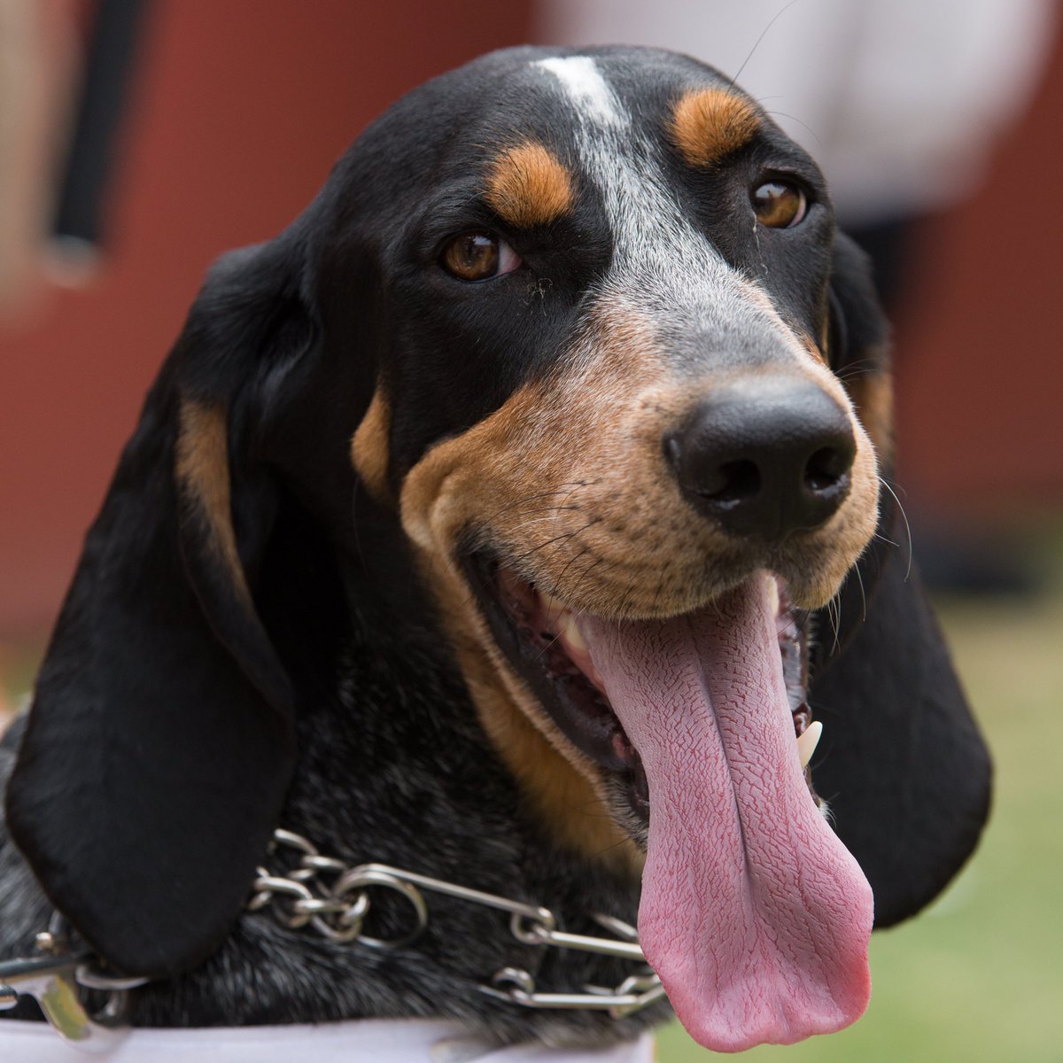 Happy #NationalDogDay to everyone’s favorite bluetick coonhound, Smokey! Hope you’re celebrating your title of official state dog breed of Tennessee!