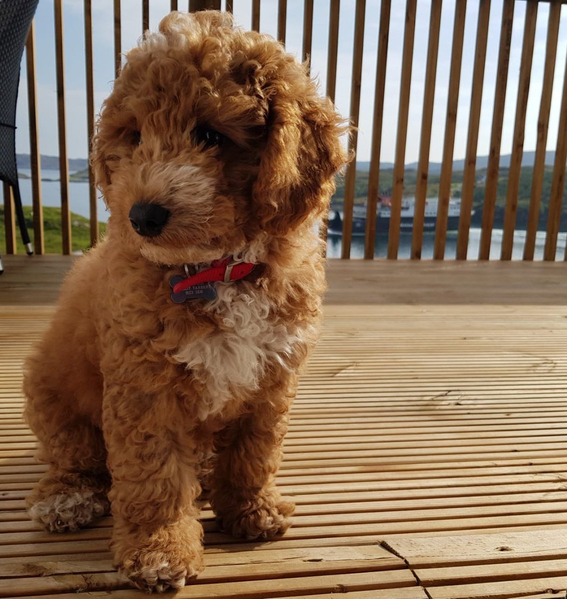IOHD_Shona's tweet photo. What better day to introduce Benji to some of the work family than on International Dog Day 🐾 

#InternationalDogDay https://t.co/0wQNBRBl1W