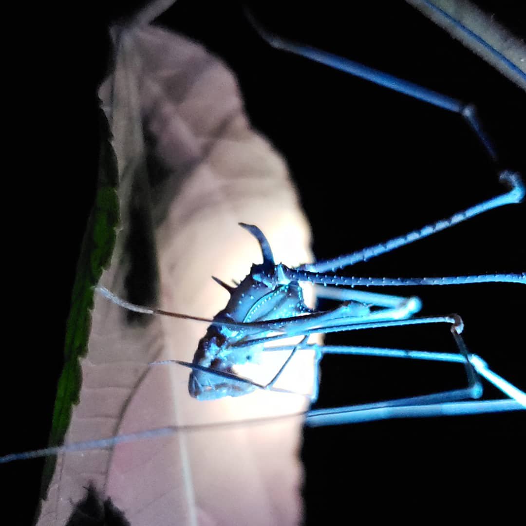 SciBugs's tweet photo. Many arthropods glow under UV light! Inspired by @singaporemacro I borrowed some UV lamps from some #bugshot2019 participants to see how the forest changes under UV light.
As to why they glow - we dont know. Could be species signalling, warning predators, or a combo!
Mindo 🇪🇨 https://t.co/dRszOPPMjN