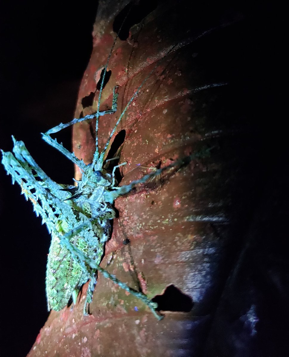 SciBugs's tweet photo. Many arthropods glow under UV light! Inspired by @singaporemacro I borrowed some UV lamps from some #bugshot2019 participants to see how the forest changes under UV light.
As to why they glow - we dont know. Could be species signalling, warning predators, or a combo!
Mindo 🇪🇨 https://t.co/dRszOPPMjN