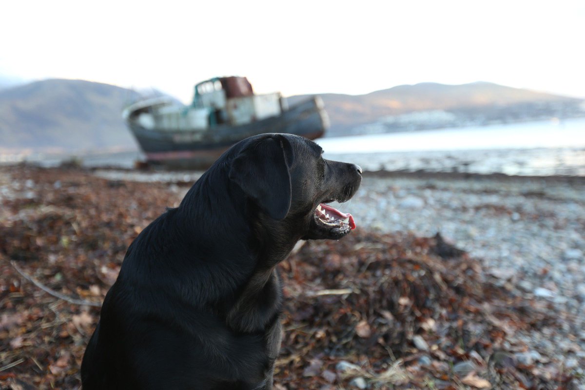 Happy #InternationalDogDay to our company namesake and best friend. 😘 #blacklab #blacklabmedia