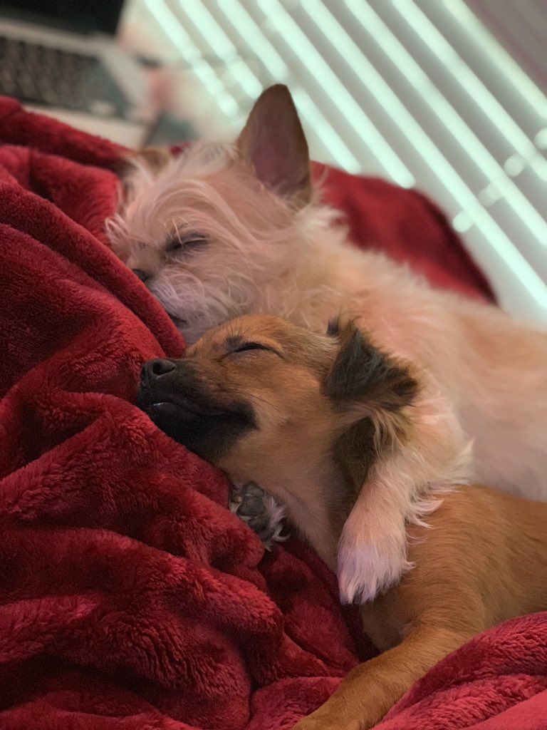 mikegaboury's tweet photo. #InternationalDogDay 🥰 https://t.co/R0WyDHZ2KE