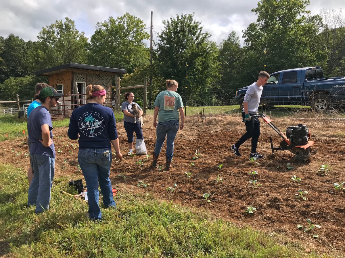 JNicholsonAngle's tweet photo. Freshmen Opportunity planting cabbages Ferrum College Spiritual Life giving garden ⁦@fcspirituallife⁩ ⁦@FerrumCollege⁩ https://t.co/upV2vyAvjo