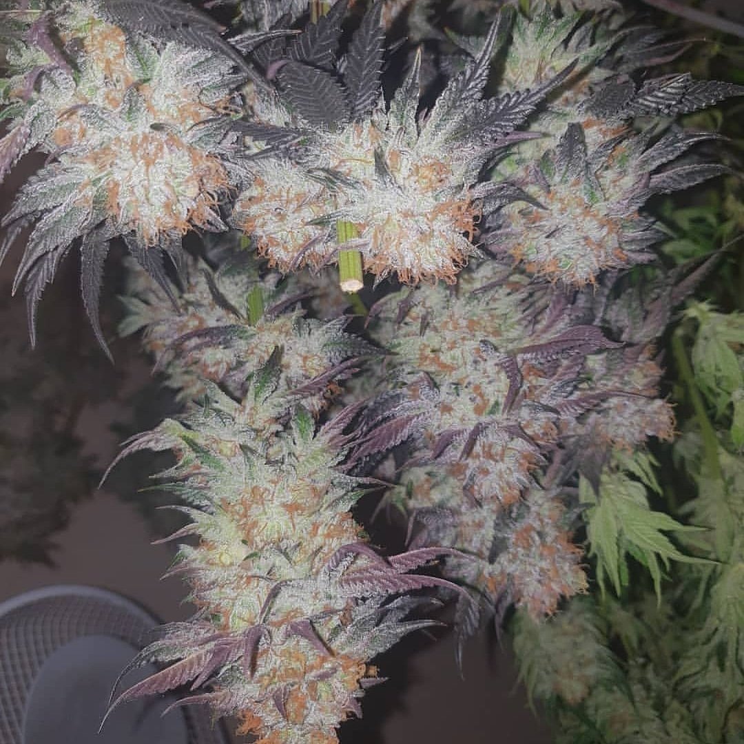 EuniceCheng12's tweet photo. Buds make us high..#cannabis #cannabiscommunity #weed #marijuana #cbd #thc #weedporn #cannabisculture #weedstagram #hightimes #hemp #stoner #sativa #indica #maryjane #ganja #highlife #medicalmarijuana #life #kush #dabs https://t.co/QiVRC6eqXI