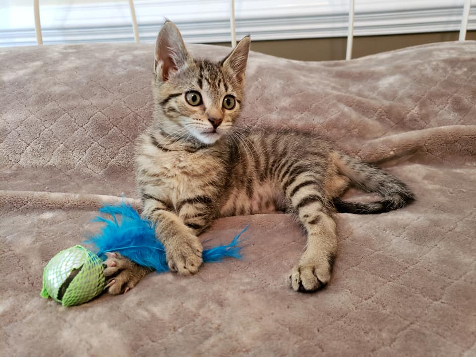 Meet all our adoptable pets, check out our adoption policies and fees, and fill out an application today to make one of our rescued animals a part of your family!🐾 novapetsalive.org/adopt❤️ #adoptdontshop #rescues