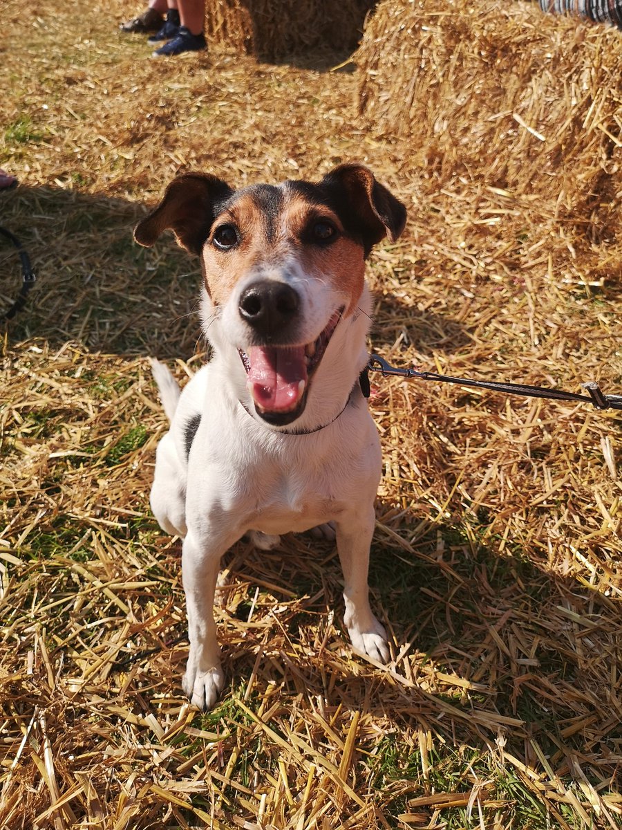 Snoopdougiedogs's tweet photo. Where's my beer? #helmfest https://t.co/GkNdksOuhK