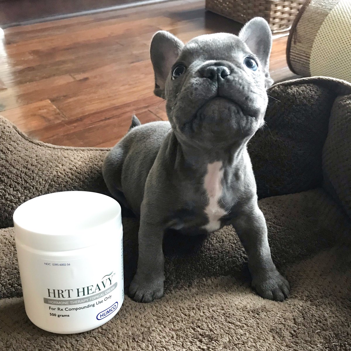 HumcoRx's tweet photo. Meet one of our favorite customers, Augie! He loves to compound with HRT Heavy because of its 180-day BUD. He says that you should ask your rep for details on how YOU can use HRT Heavy in your pharmacy. And I mean… how can you say no to that face? #NationalDogDay #humco https://t.co/hSBx6O4FQf