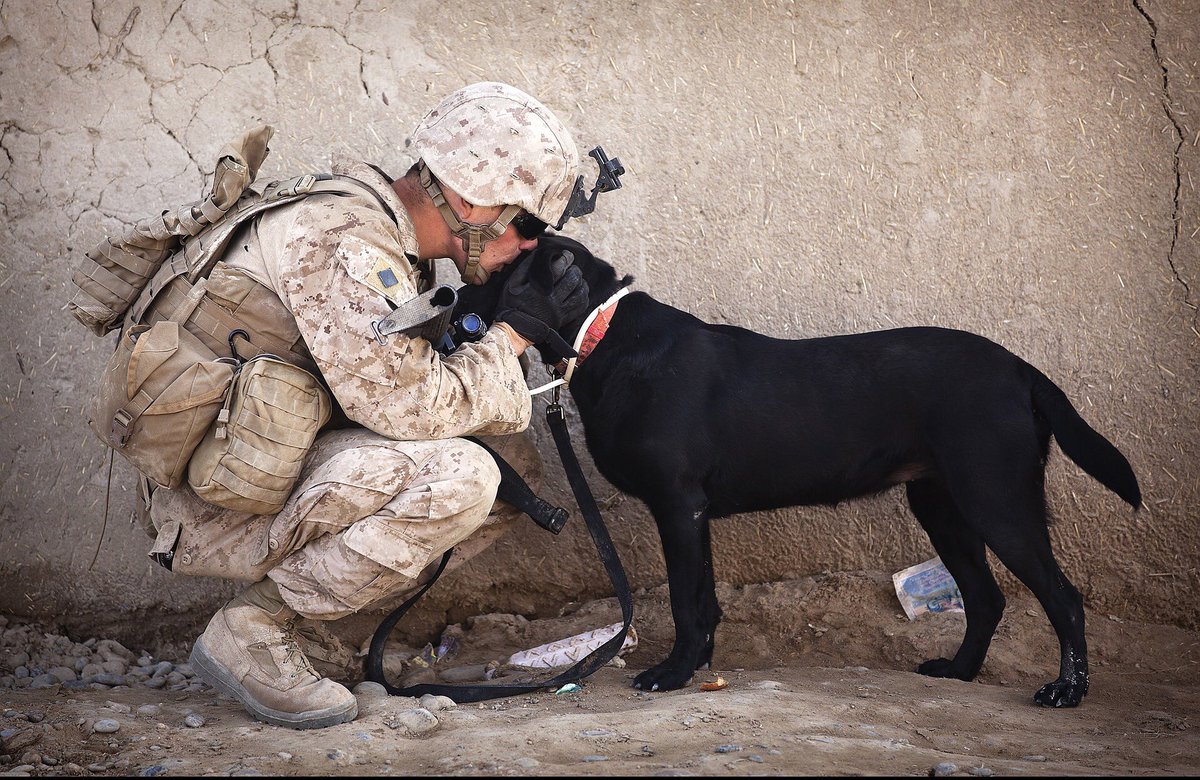 #NationalDogDay ... take time today to be thankful for the #MilitaryWorkingDogs.  Dogs have fought alongside American forces in every conflict since the Revolutionary War - officially since WWII.  #NeverForget our 4-legged #heroes