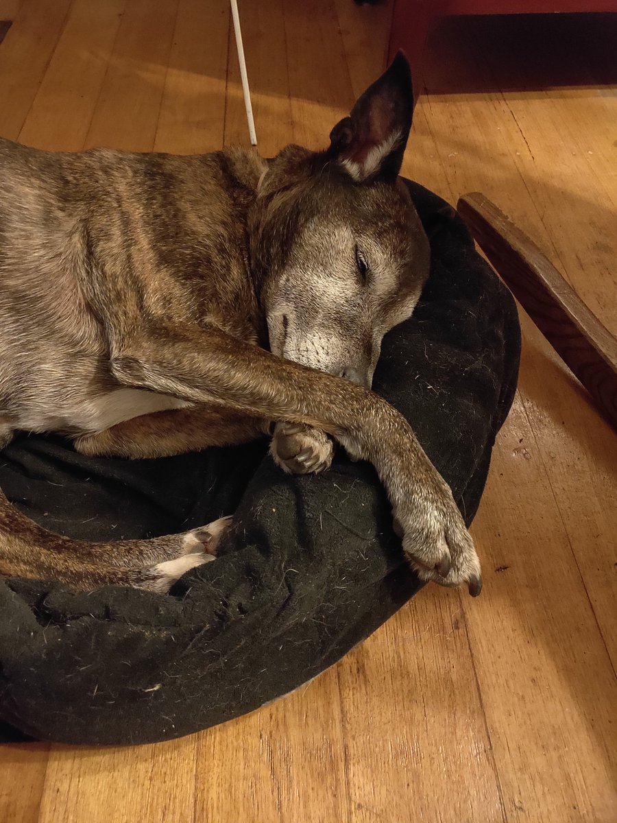 QuietlyLivid's tweet photo. Just found out it's international dog day. I LOVE DOGS.
Here's mine. She's frickin awesome. #allyouneedisdogs https://t.co/JWT8QTpfdW