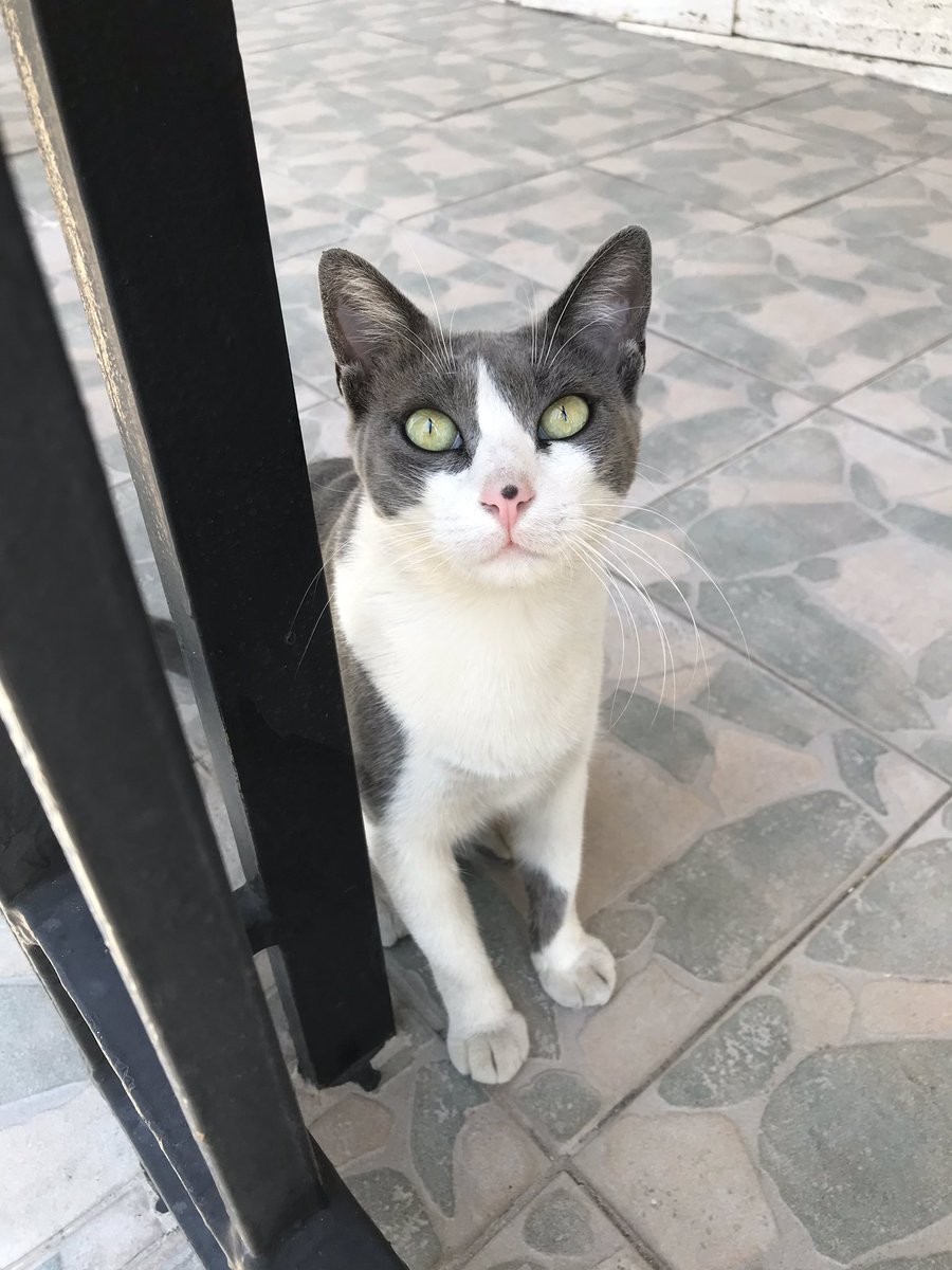 AzaleaMusic's tweet photo. Lunch in #Pireas #Greece #Azalea #Azaleana #CruiseShipMusicians #SEG #SumanEnt #StreetCat #WantToTakeHerHome https://t.co/yMId0RxOES