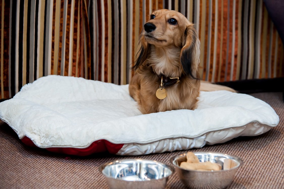 12_Apostles's tweet photo. Happy #InternationalDogDay to our furry friends.
#rchvips #thedoglife #dogs_of_instagram #instacute #dogstagramming #instagramdogs #dogstagram #dogoftheday #TravellingDog #DogFriendlyHotel #dogfriendly
#instapuppy #instadog #instafood #pup #dogsofinstagram #mydogiscutest https://t.co/PYhST3kGk9