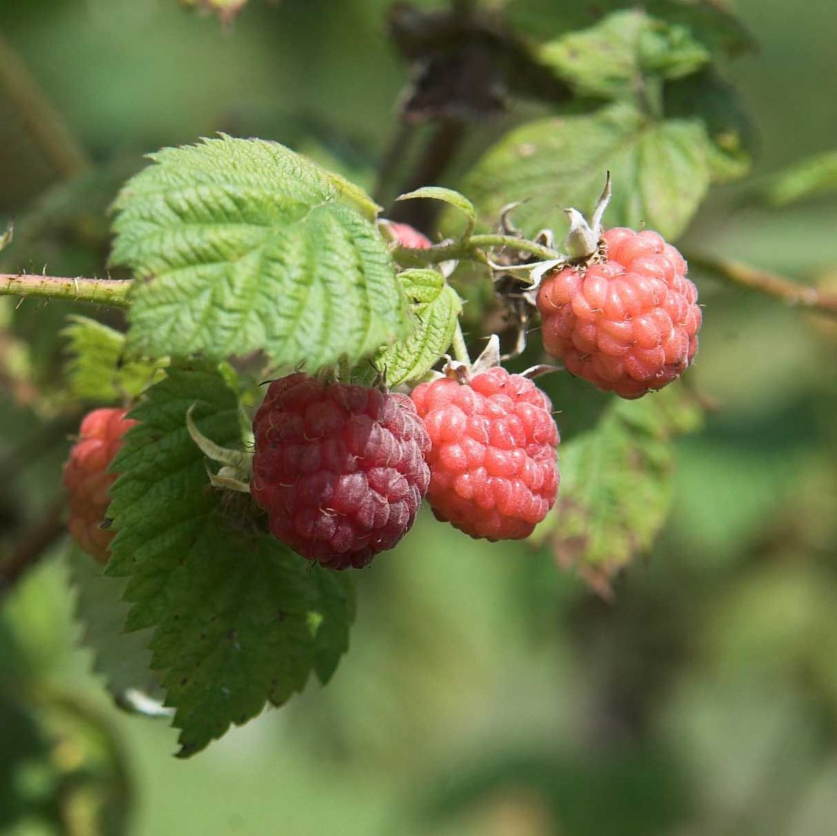 LondonderryCVC's tweet photo. Raspberries are ripe for the picking at @SunnycrestNH everyday from 9 AM to 5 PM! https://t.co/YYV1lf6SBl