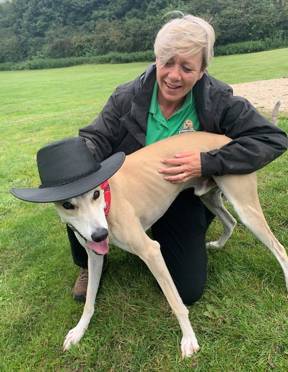 JerryGreenDogs's tweet image. Howdy! Woody is our very own cowboy who has sadly been with us at our #Nottingham centre for over 6 months. He's the most loving boy. If you could be the Andy to our Woody please call us on 01623 792886 or email notts@jerrygreendogrescue.org.uk #AdoptDontShop #NationalDogDay 🤠