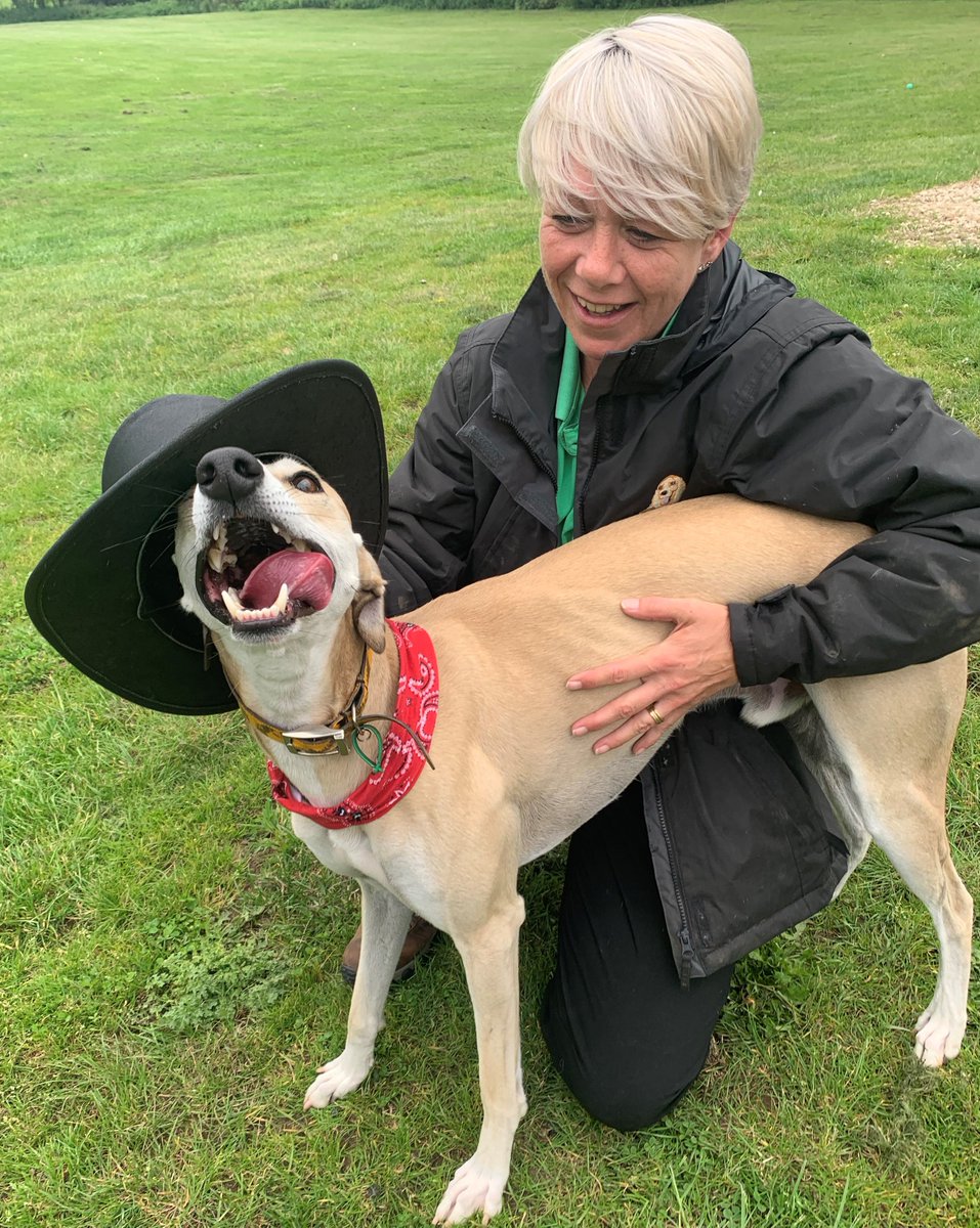 JerryGreenDogs's tweet image. Howdy! Woody is our very own cowboy who has sadly been with us at our #Nottingham centre for over 6 months. He's the most loving boy. If you could be the Andy to our Woody please call us on 01623 792886 or email notts@jerrygreendogrescue.org.uk #AdoptDontShop #NationalDogDay 🤠