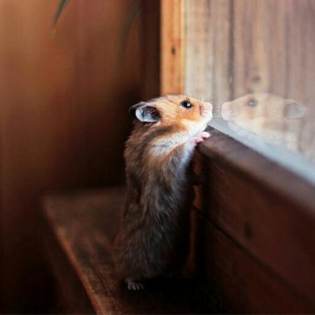 pet_monkey's tweet image. Watching your humans have fun outside in the bank holiday sun 👀🐹🖐️

📸@tragedienned