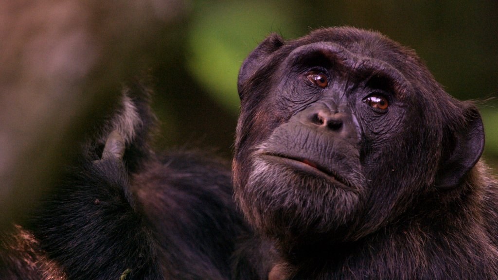 DEADLINE's tweet photo. Sandra Oh To Narrate Wildlife Doc ‘She Walks With Apes’ Featuring Jane Goodall For Canada’s CBC https://t.co/9P86oejS7b https://t.co/SAFjyCcBPX