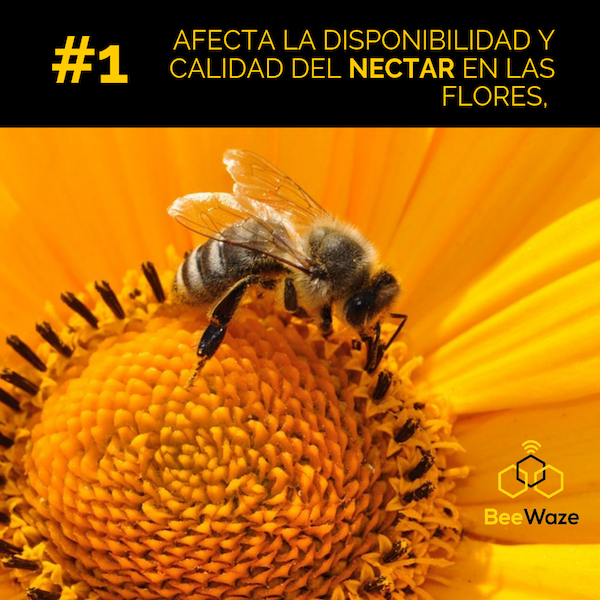 Beewaze2's tweet photo. La falta de agua en las flores impacta negativamente en el atractivo del nectar para las 🐝 ya que con la sequía es muy bajo el aporte nutricional o sencillamente, la flor no tiene suficiente nectar para alimentar a las abejas. #beewaze #iot #apicultura #bee #miel #polinizacion https://t.co/uoe3mf2qp5