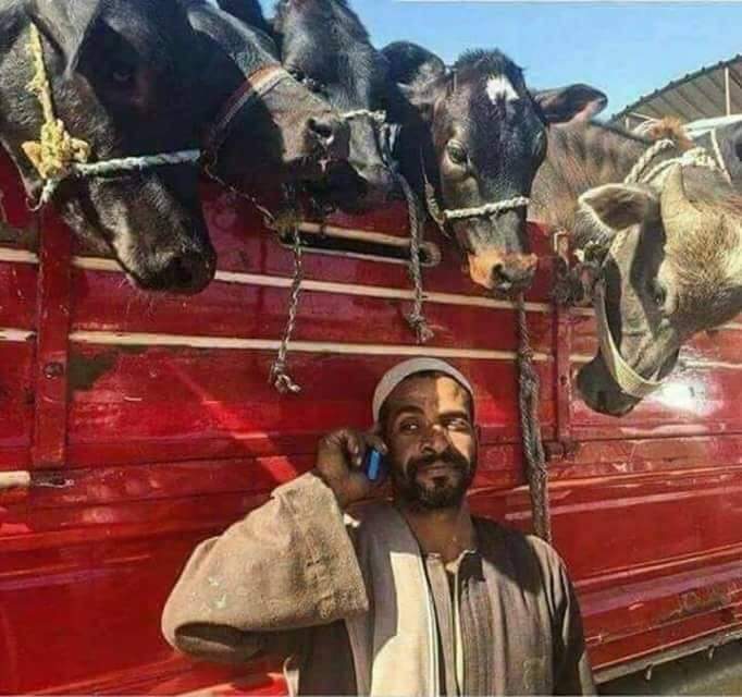 ربنا يكفيك شر البهايم لما تركز في حياتك